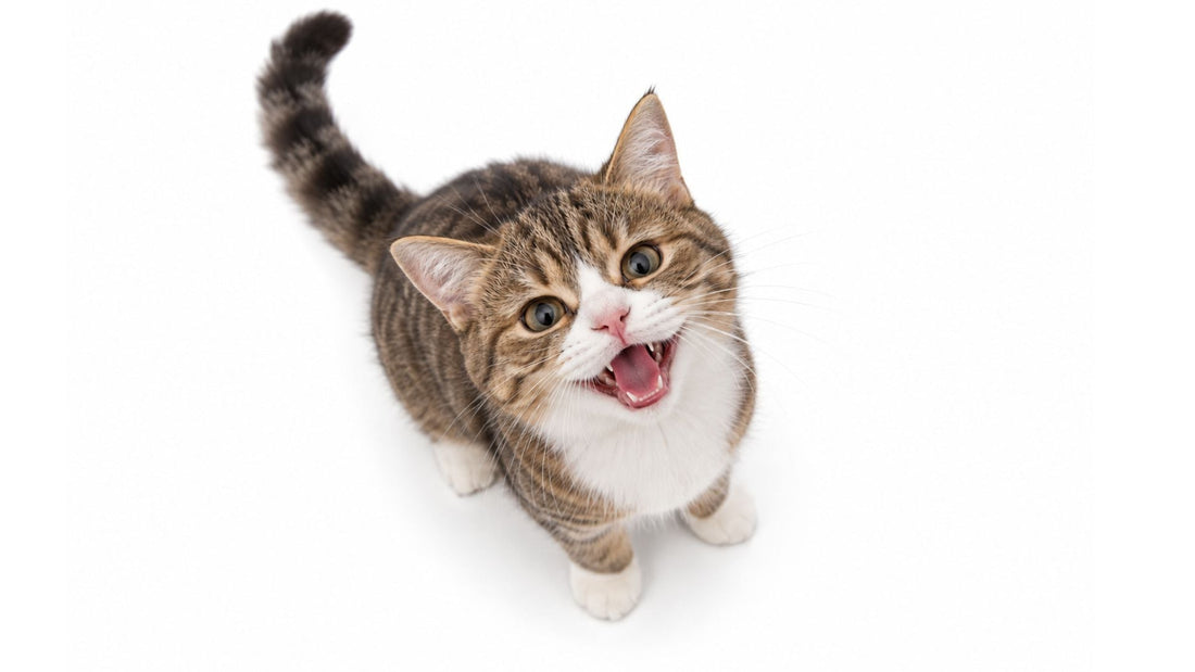 Comment réagir à un chat qui miaule tout le temps ?