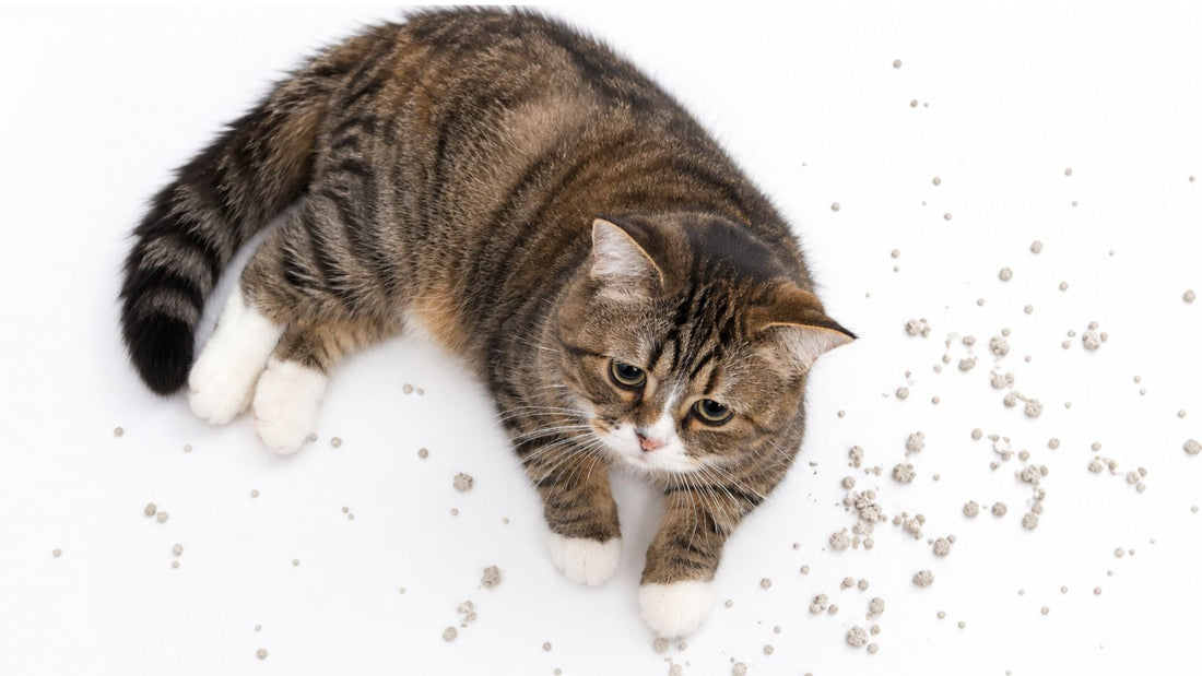 Mon chat ne fait plus caca dans sa litière : pourquoi ?