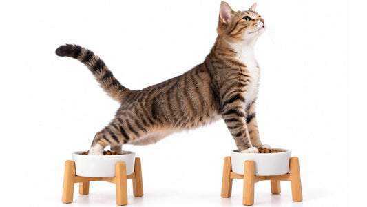 Pourquoi surélever la gamelle du chat ?