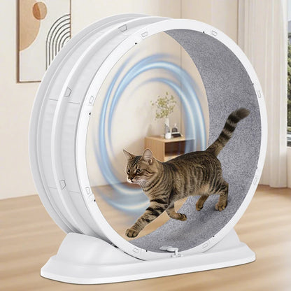 Roue d'Exercice Silencieuse pour Chat