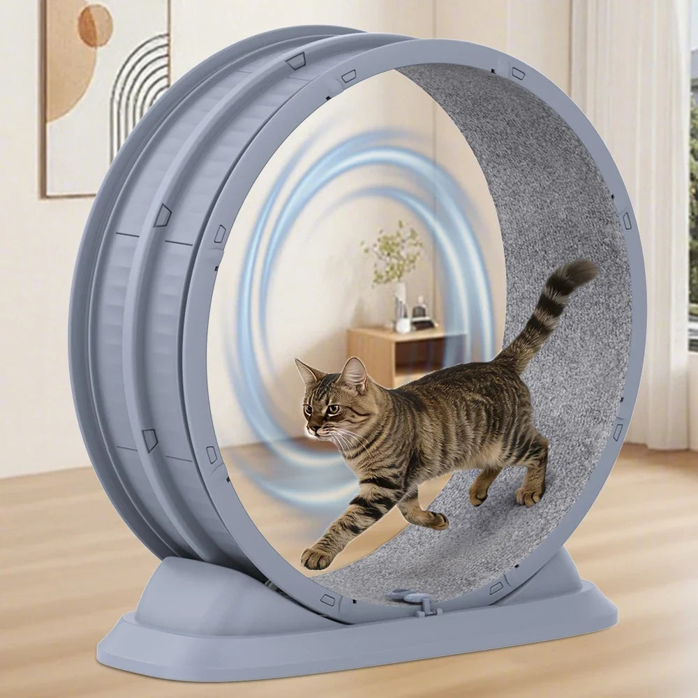 Roue d'Exercice Silencieuse pour Chat