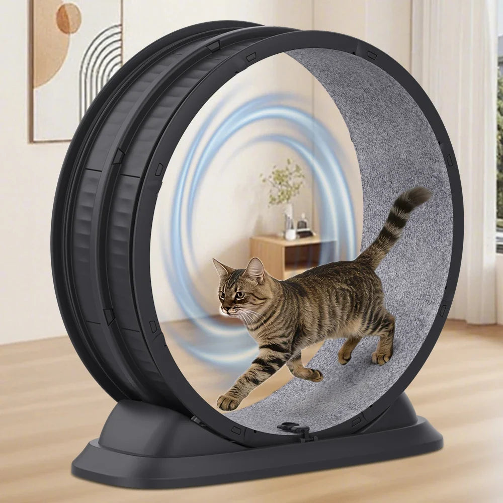 Roue d'Exercice Silencieuse pour Chat