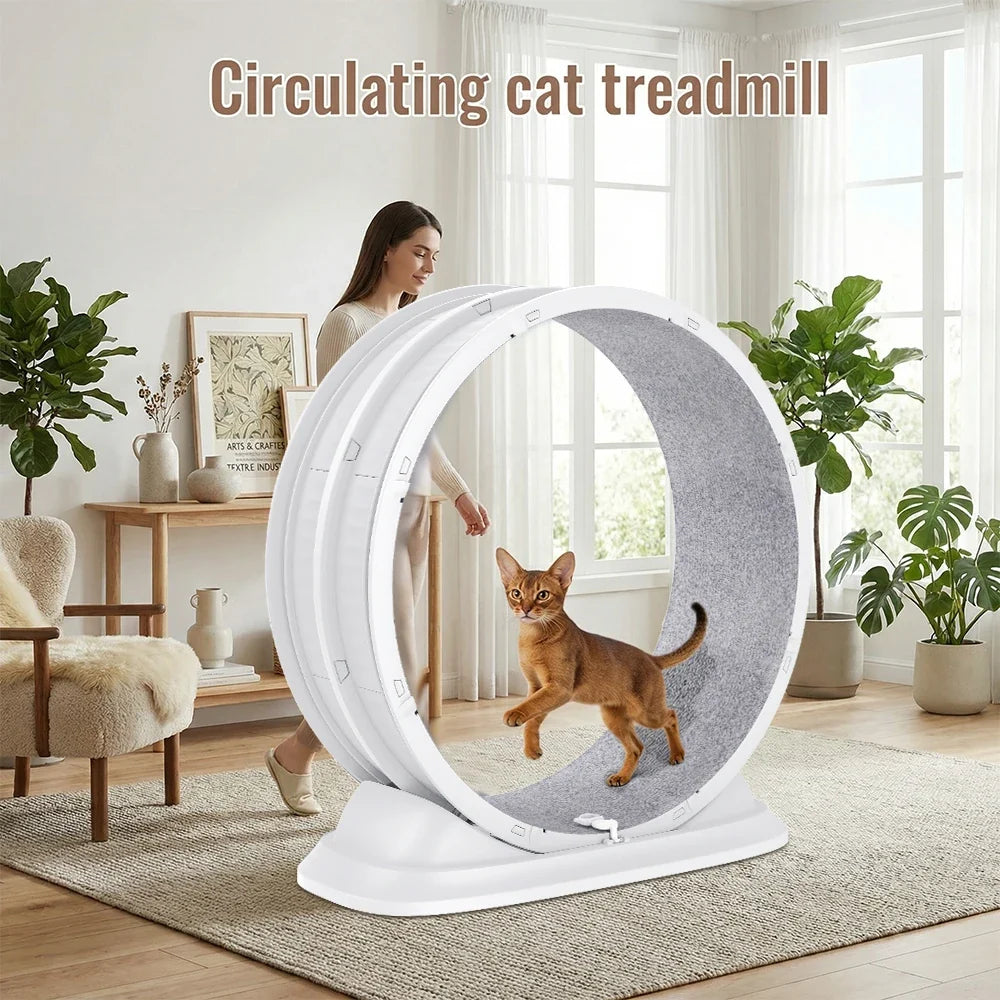 Roue d'Exercice Silencieuse pour Chat