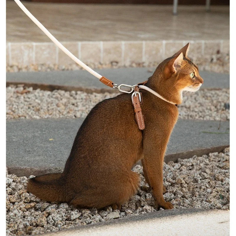 Harnais et Laisse Chat Cuir - Confort & Sécurité