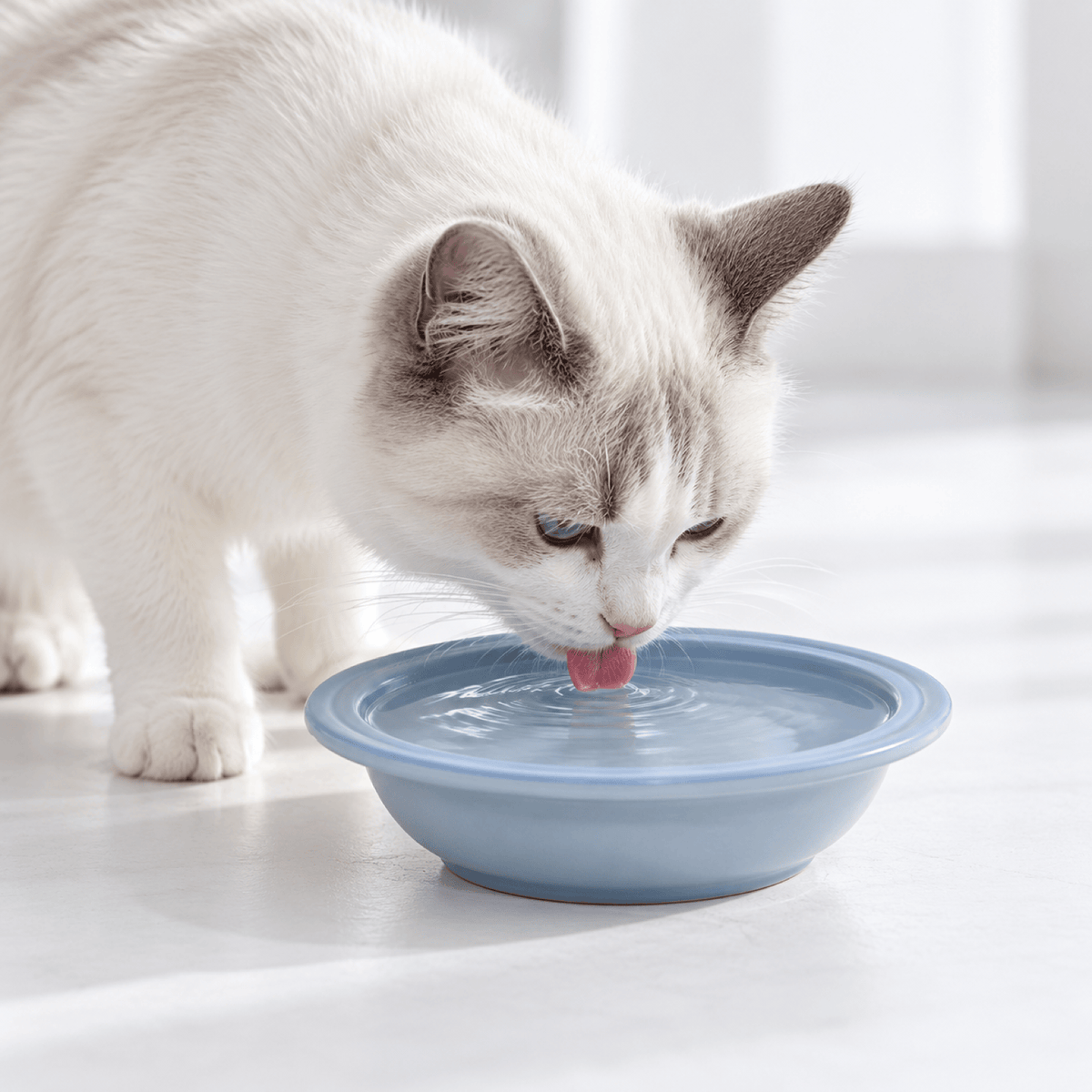 Gamelle Chat - ModuloRepas