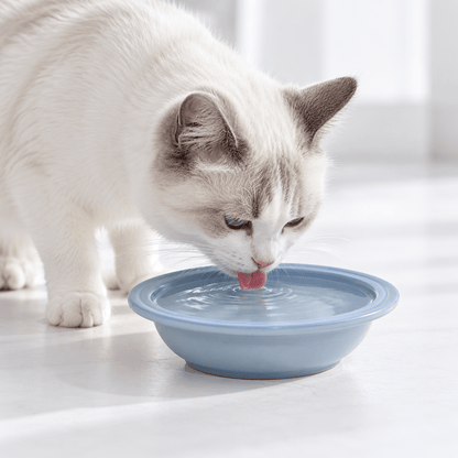 Gamelle Chat - ModuloRepas