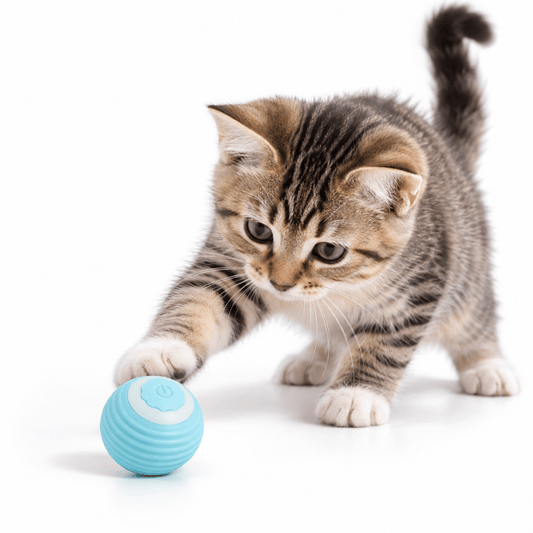 Jouet Chat Balle Magique Interactive