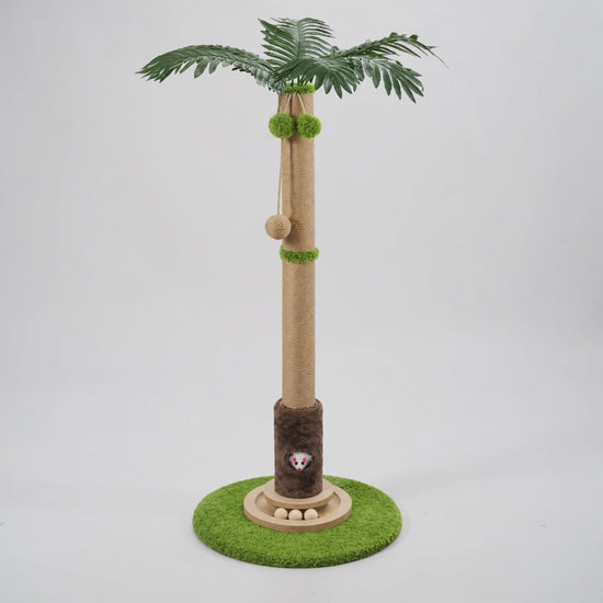 Vidéo du griffoir chat palmier Oasis sur fond studio blanc